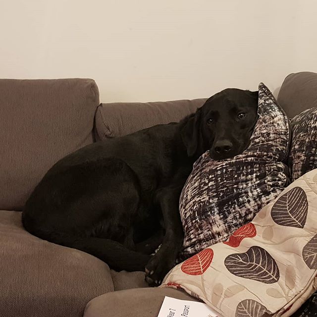 My dog. He actually arranged those cushions.