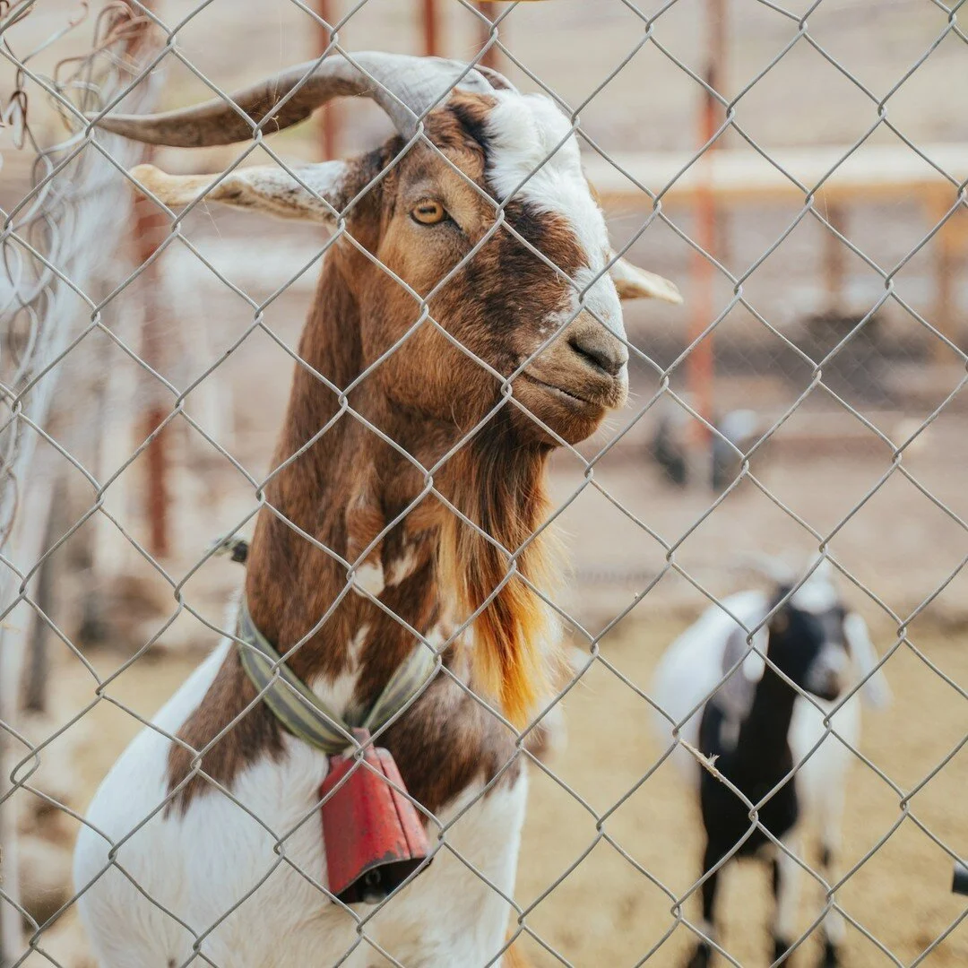 Our ranch animals have a way of bringing constant entertainment and love to our home. #farmlife