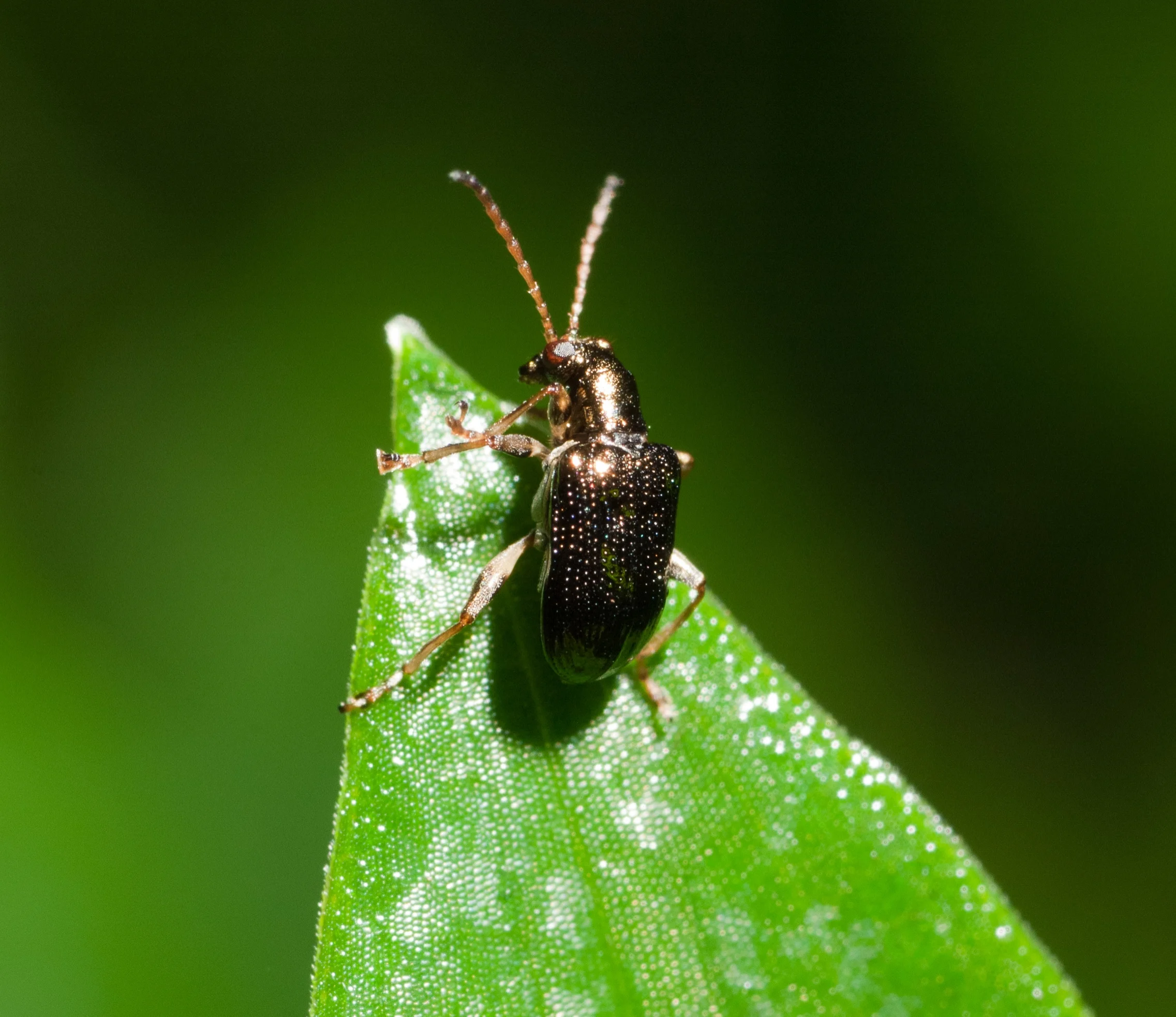 shiny-leaf-beetle-2.jpg