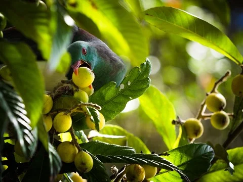 8_sean_bh-comp-kereru.jpg
