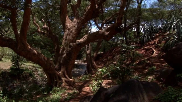 Women & Nature: How Everything is Entangled