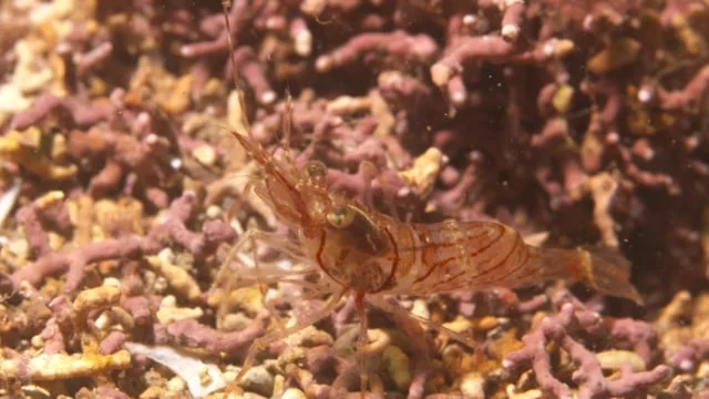 Happy Birthday Wester Ross Marine Protected Area
