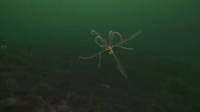 Happy Birthday Wester Ross Marine Protected Area