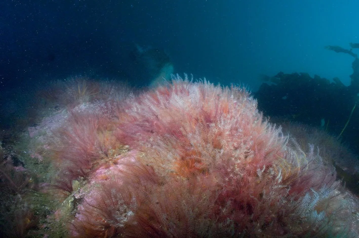Sea-2.jpg