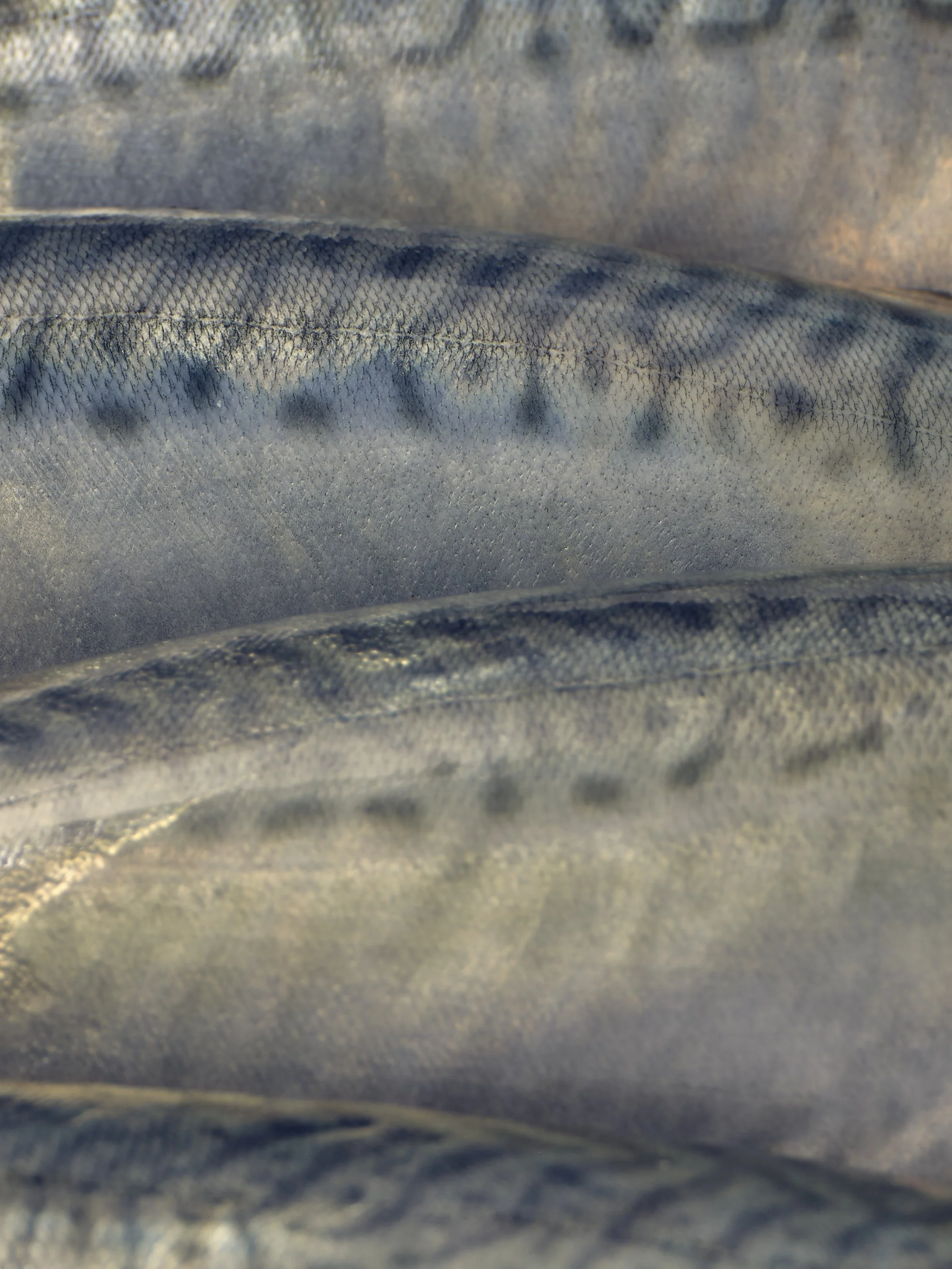 0636_MRLWBS_TEST0172.jpg