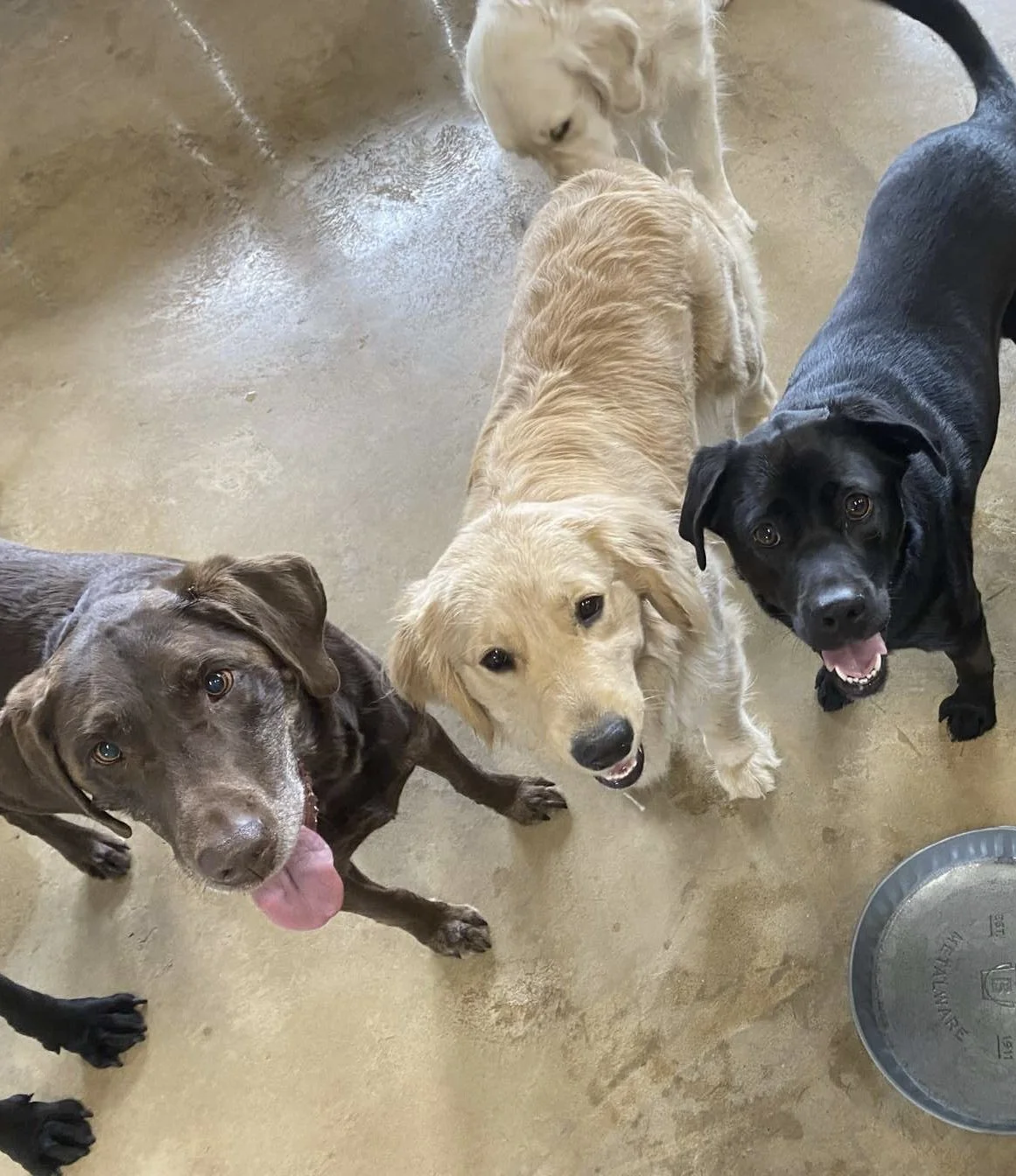 Daycare — Dog Dayze