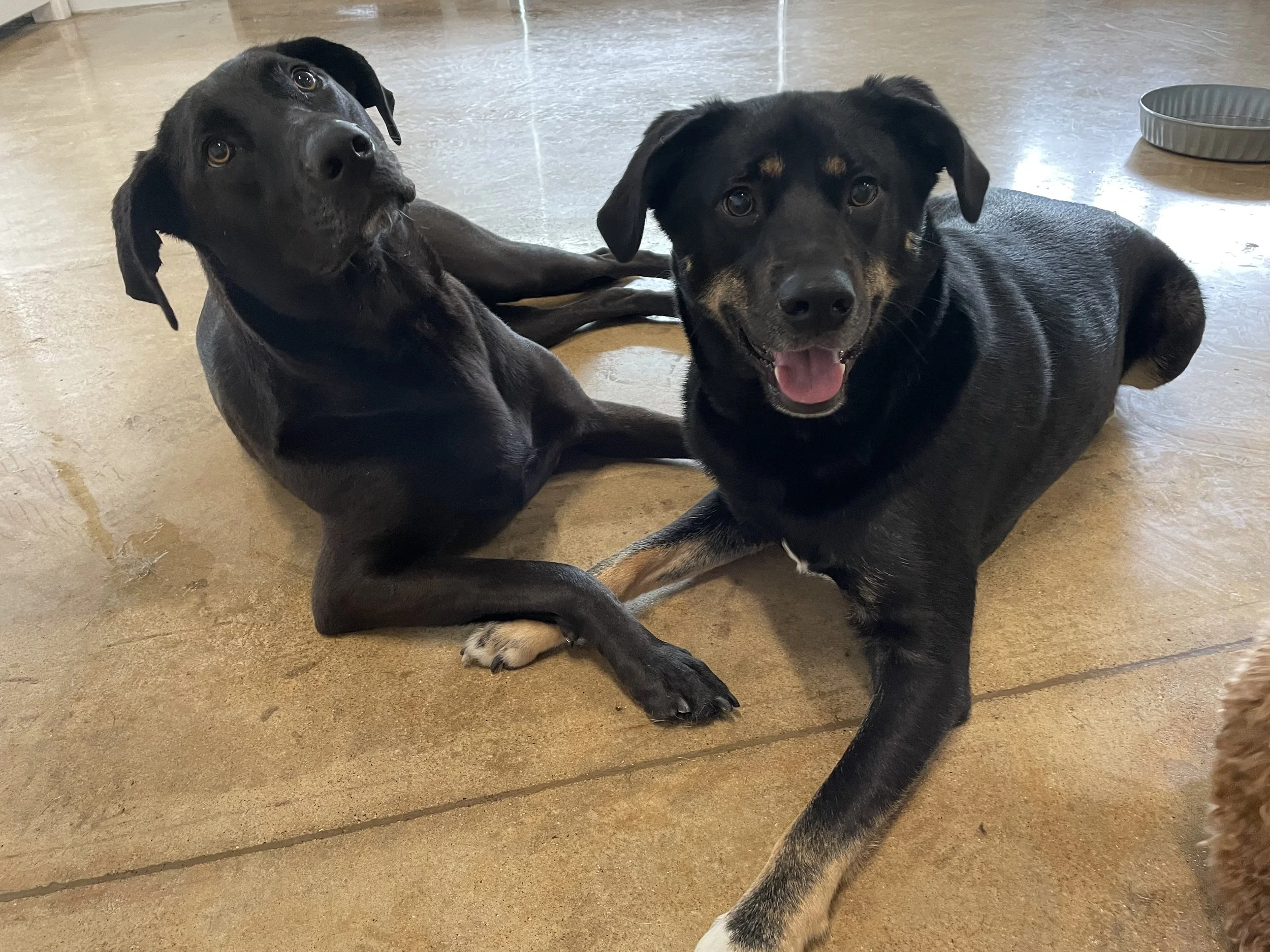 Daycare — Dog Dayze