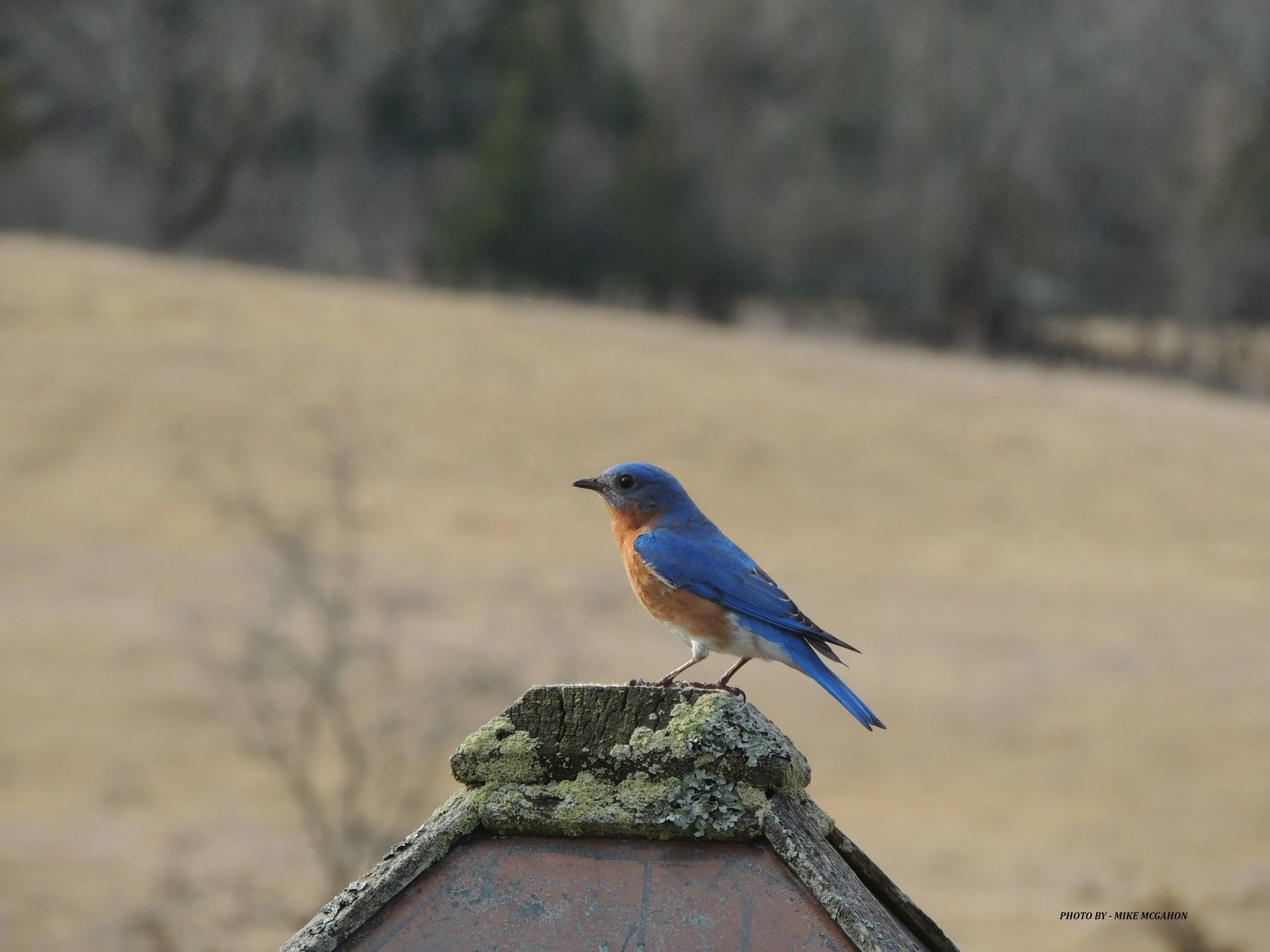 Bluebird_Male.jpg