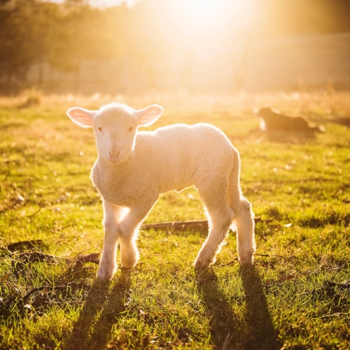 animal-blur-close-up-678448.jpg