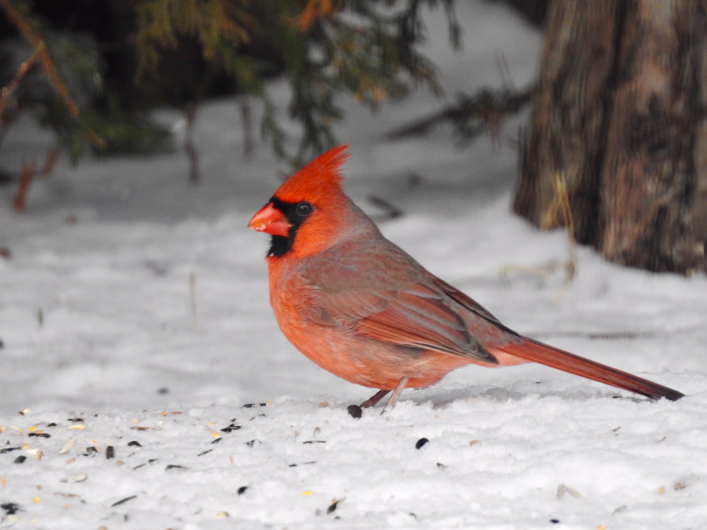 Paul Psaila - Cardinal.jpeg