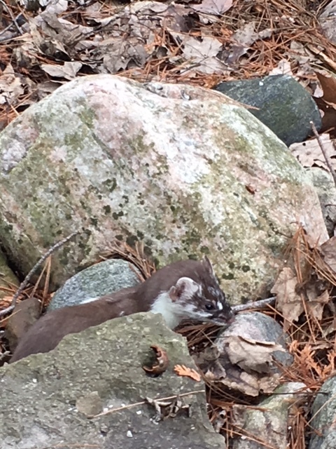 Submitted by Jody Greenlaw