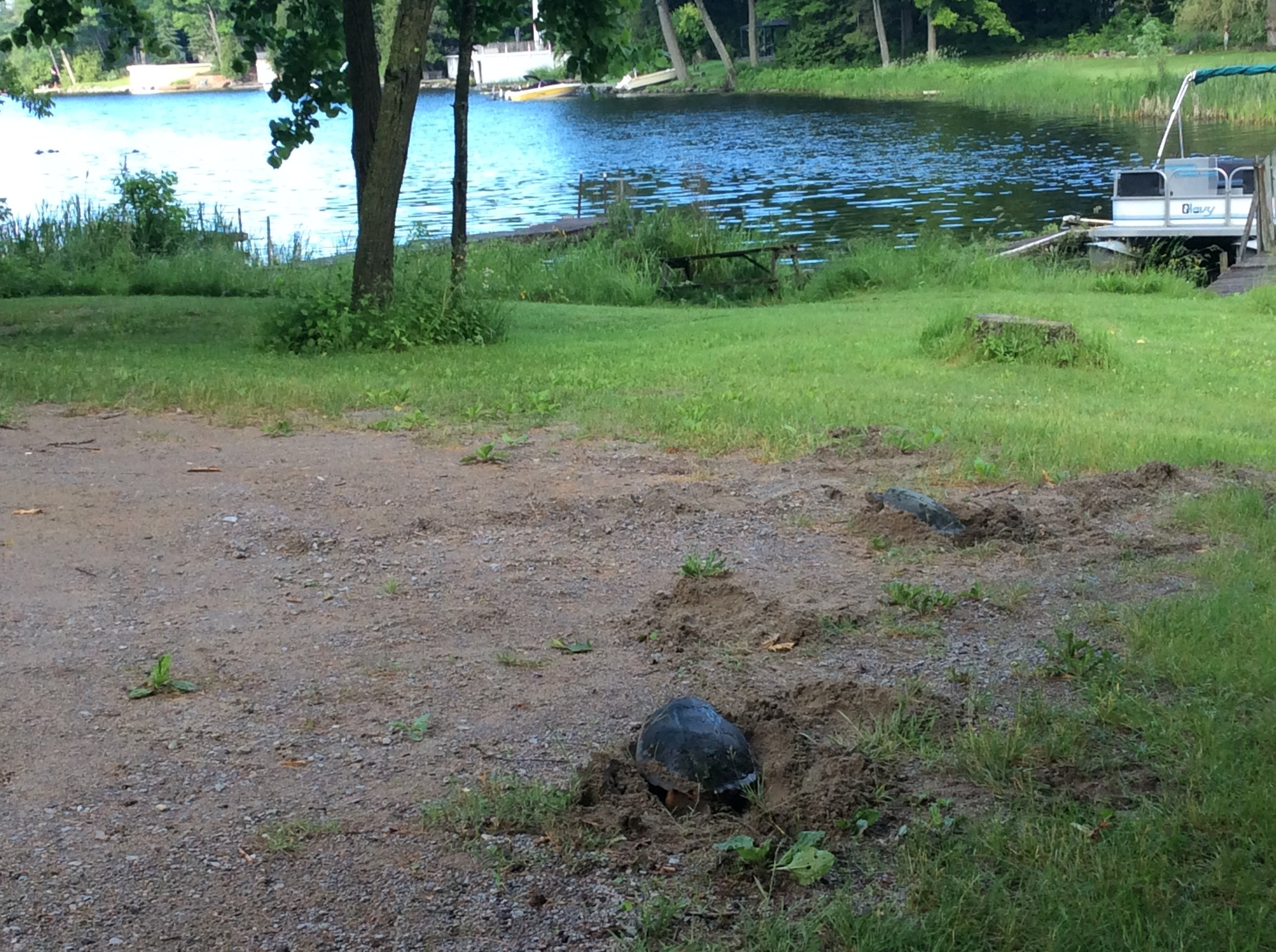 Submitted by Shirley Hackett