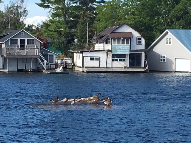 Submitted by Sharon Britton Dankiw