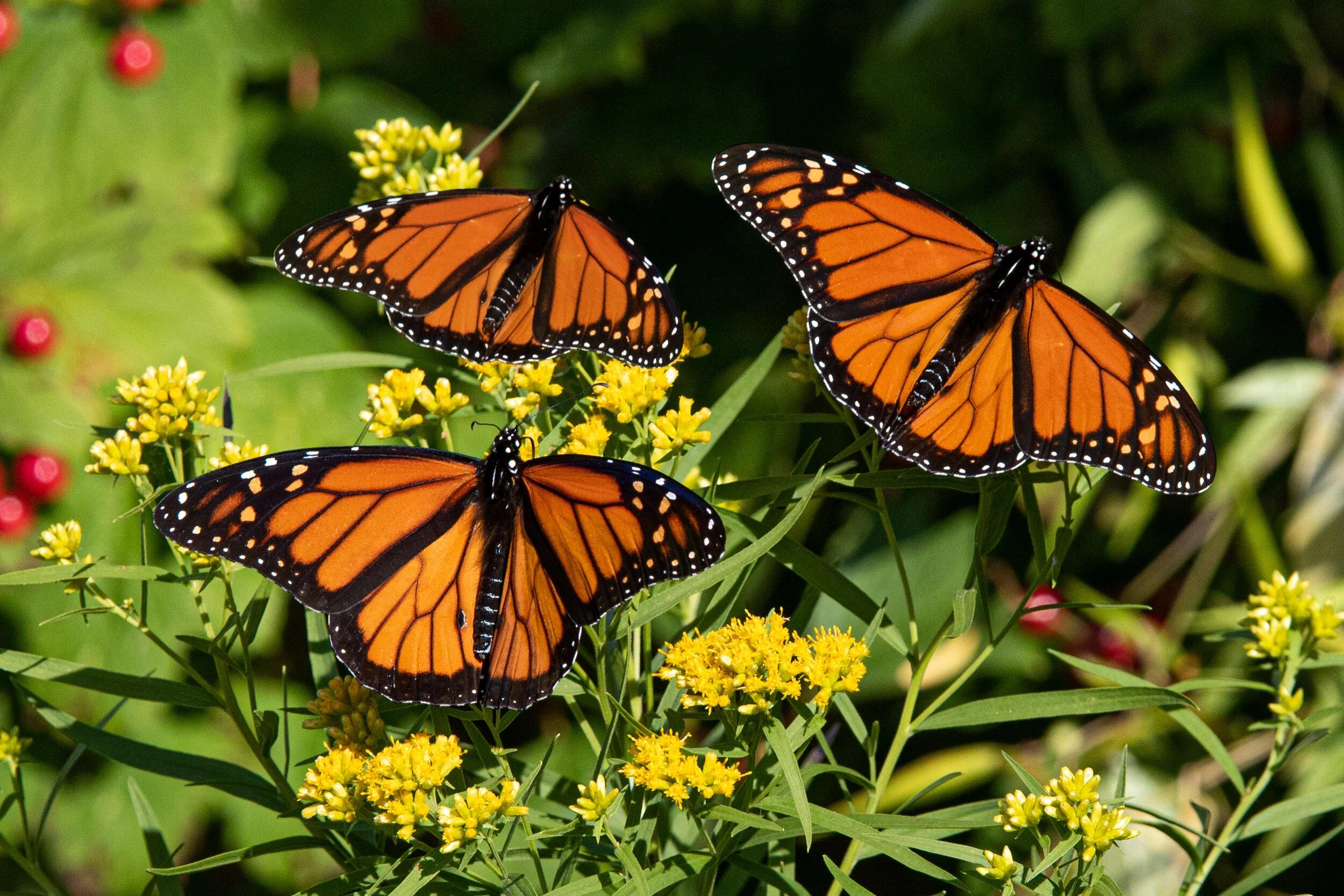Three Monarchs in Migration - Alice Hebb.jpg