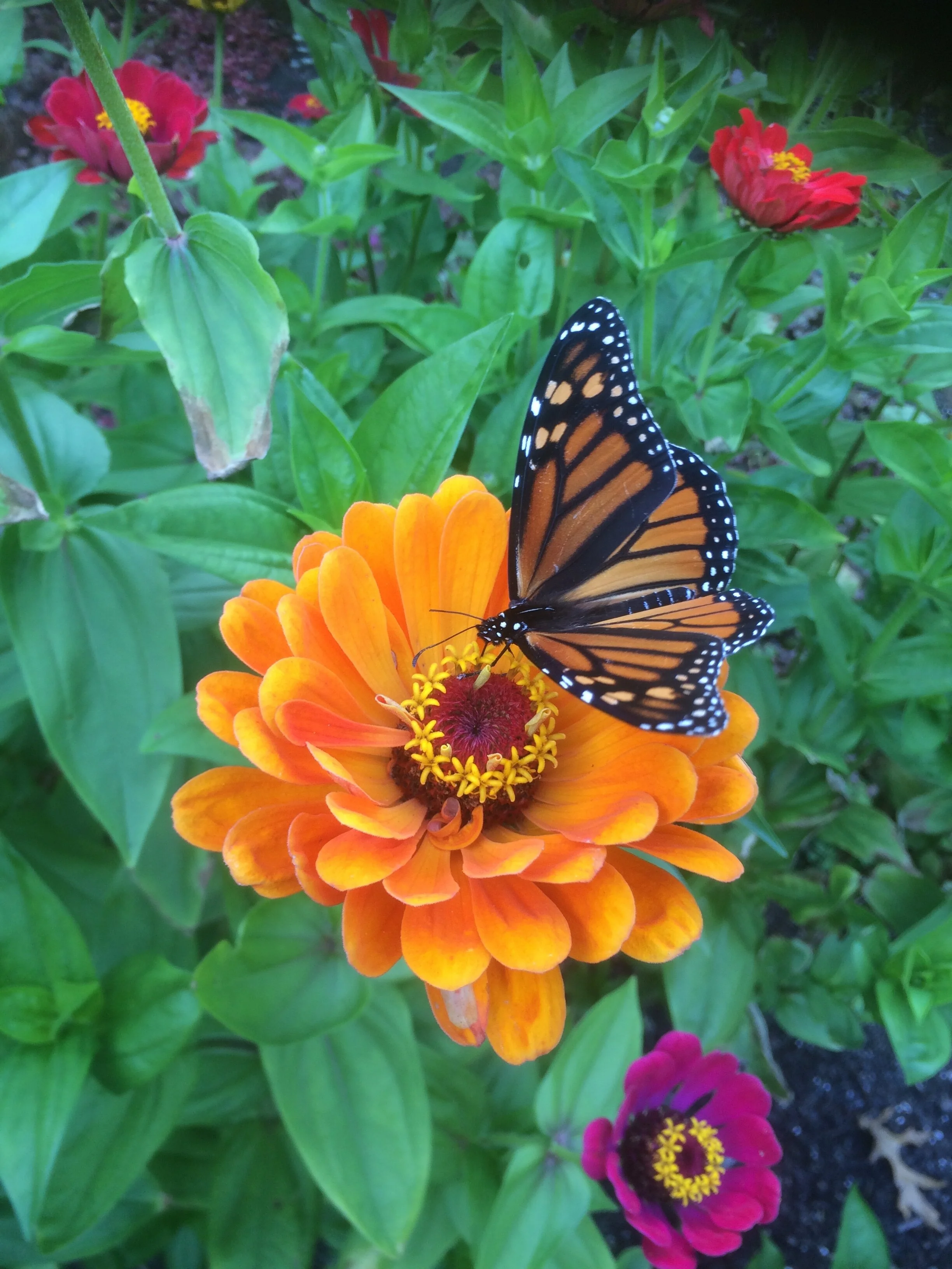 Three Monarchs in Migration - Alice Hebb.jpg