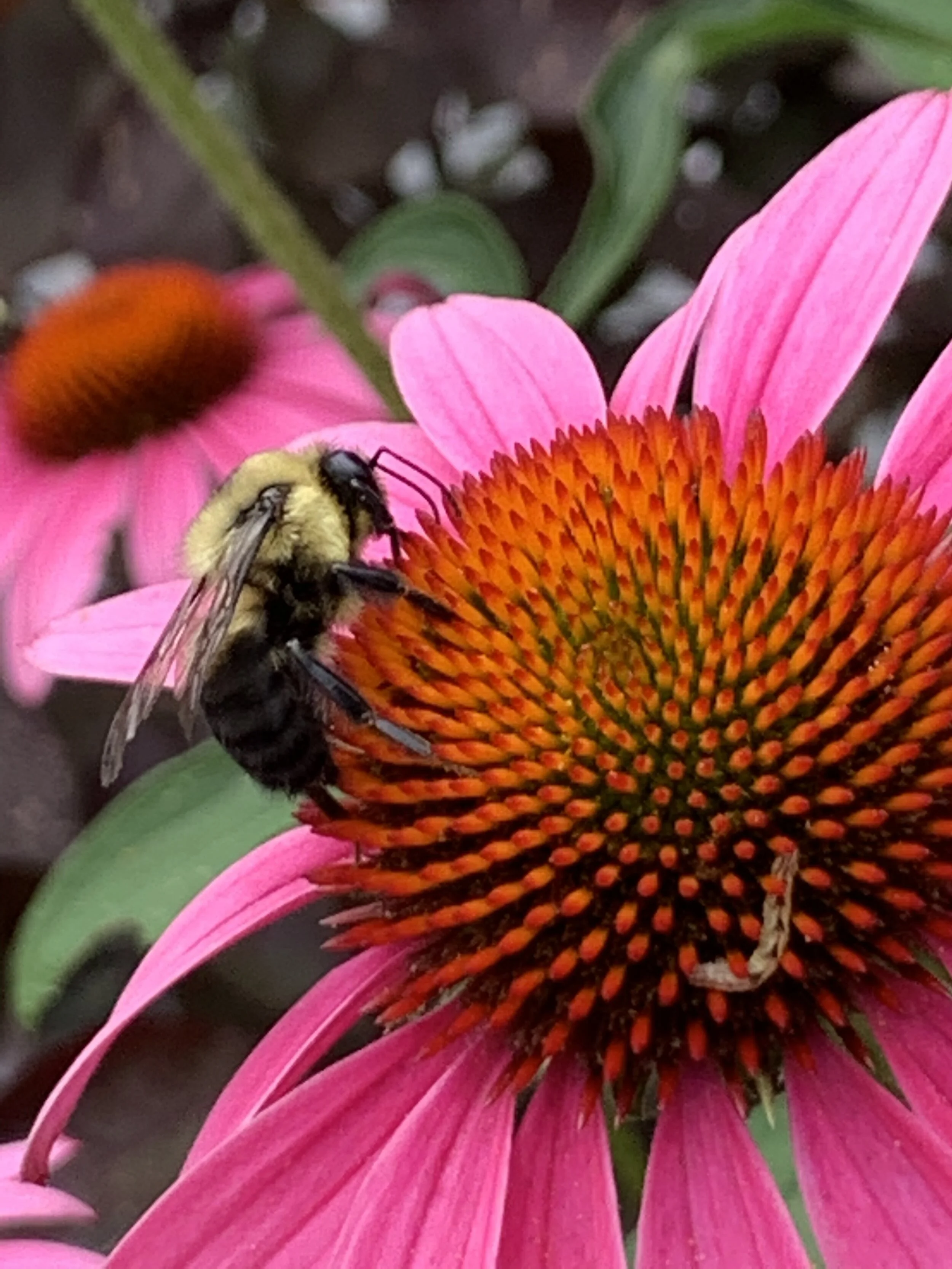 Submitted by Laura Longstreet-Forbes