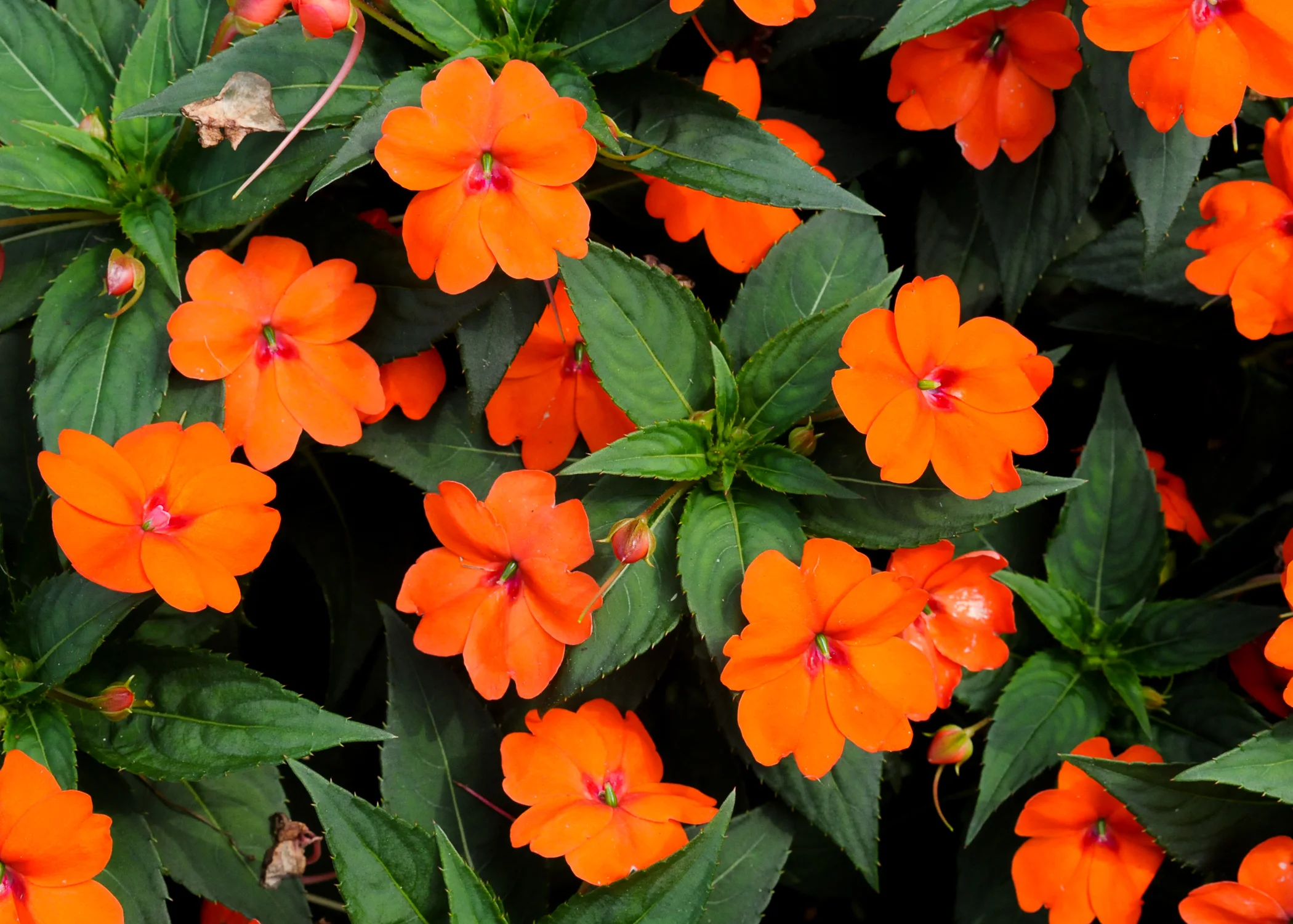 DA- Orange Flowers.jpg