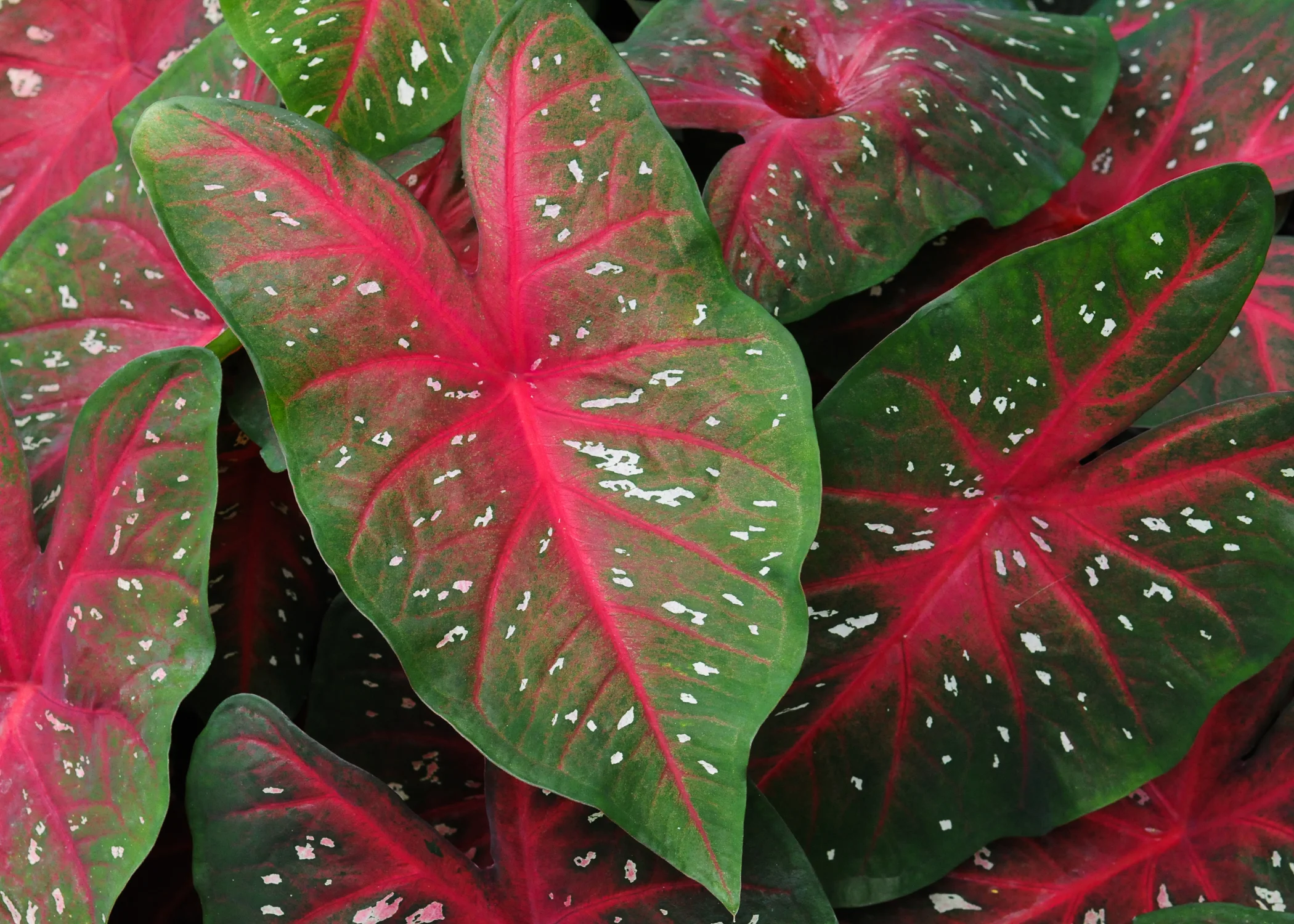 DA- Elephant Ears.jpg