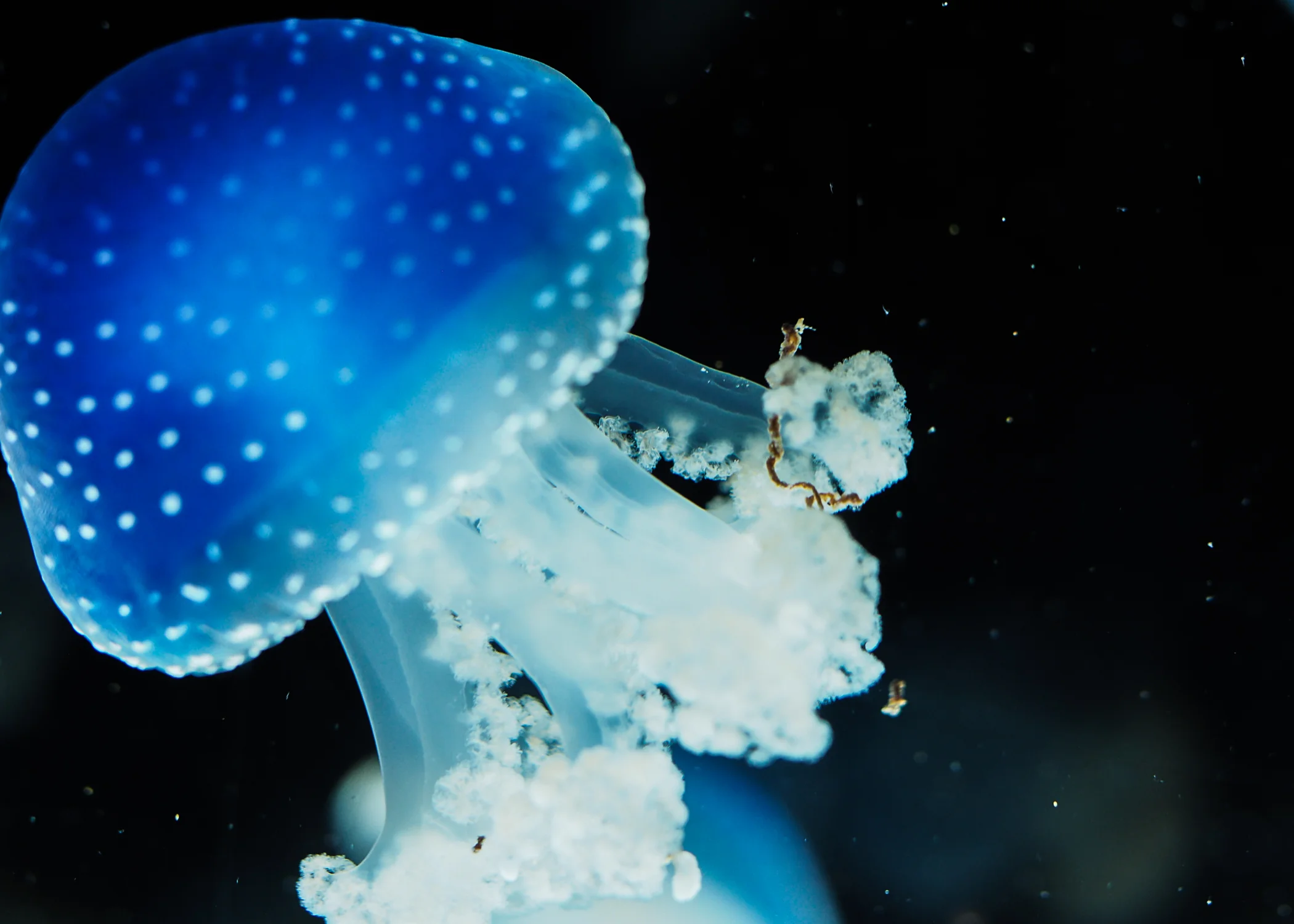 Jellyfish.jpg
