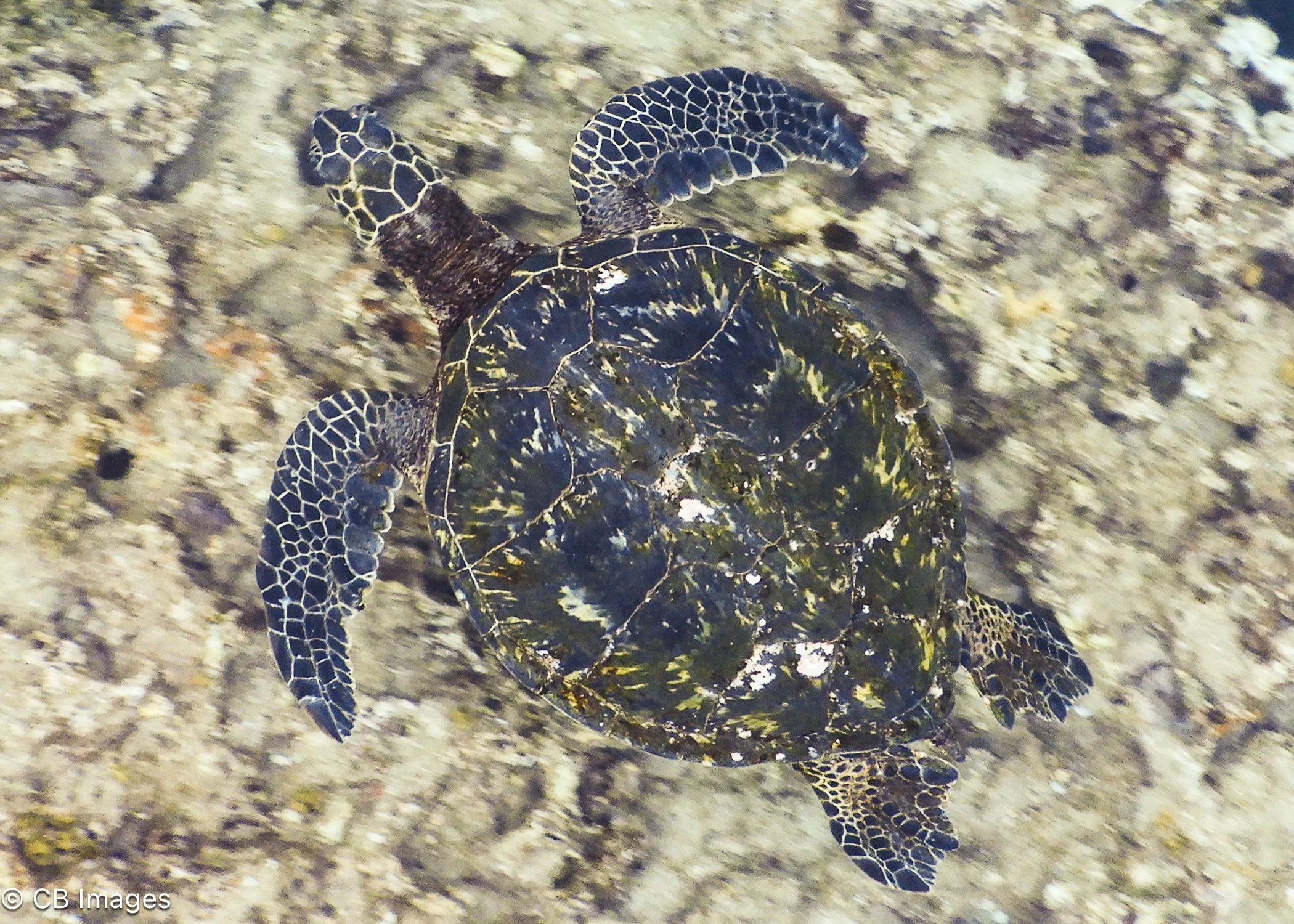 Sea Turtle
