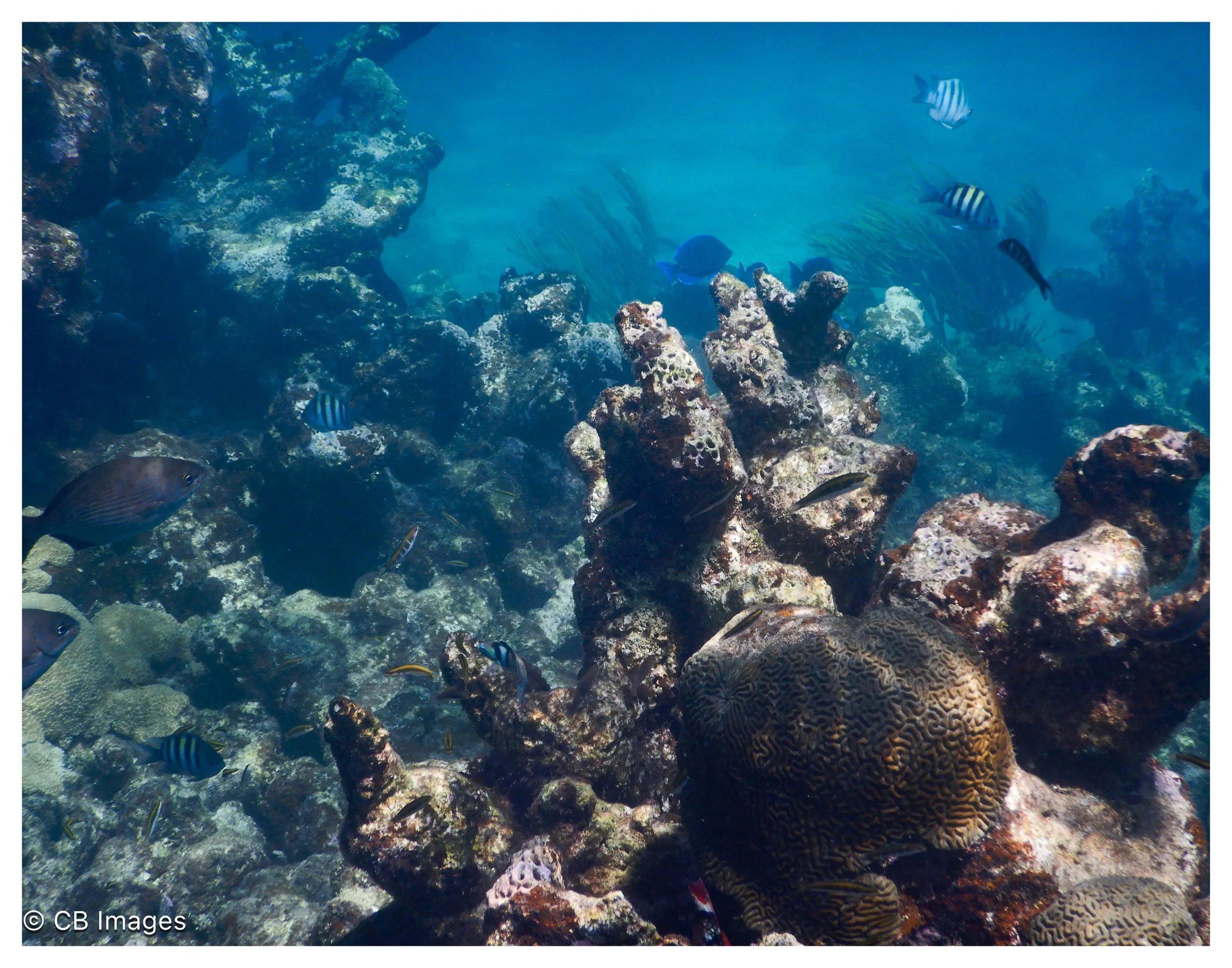 Under Water Garden