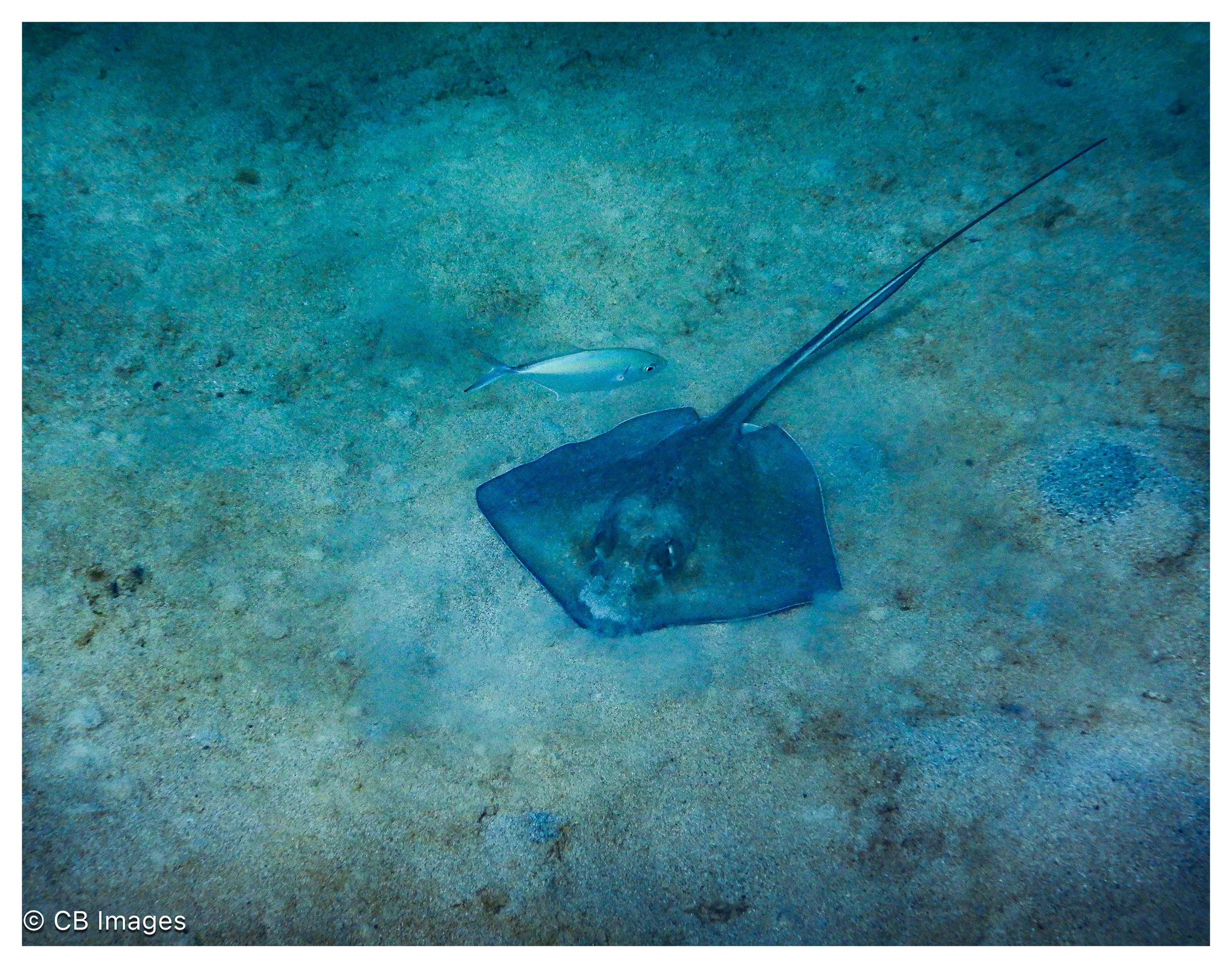 Sting Ray
