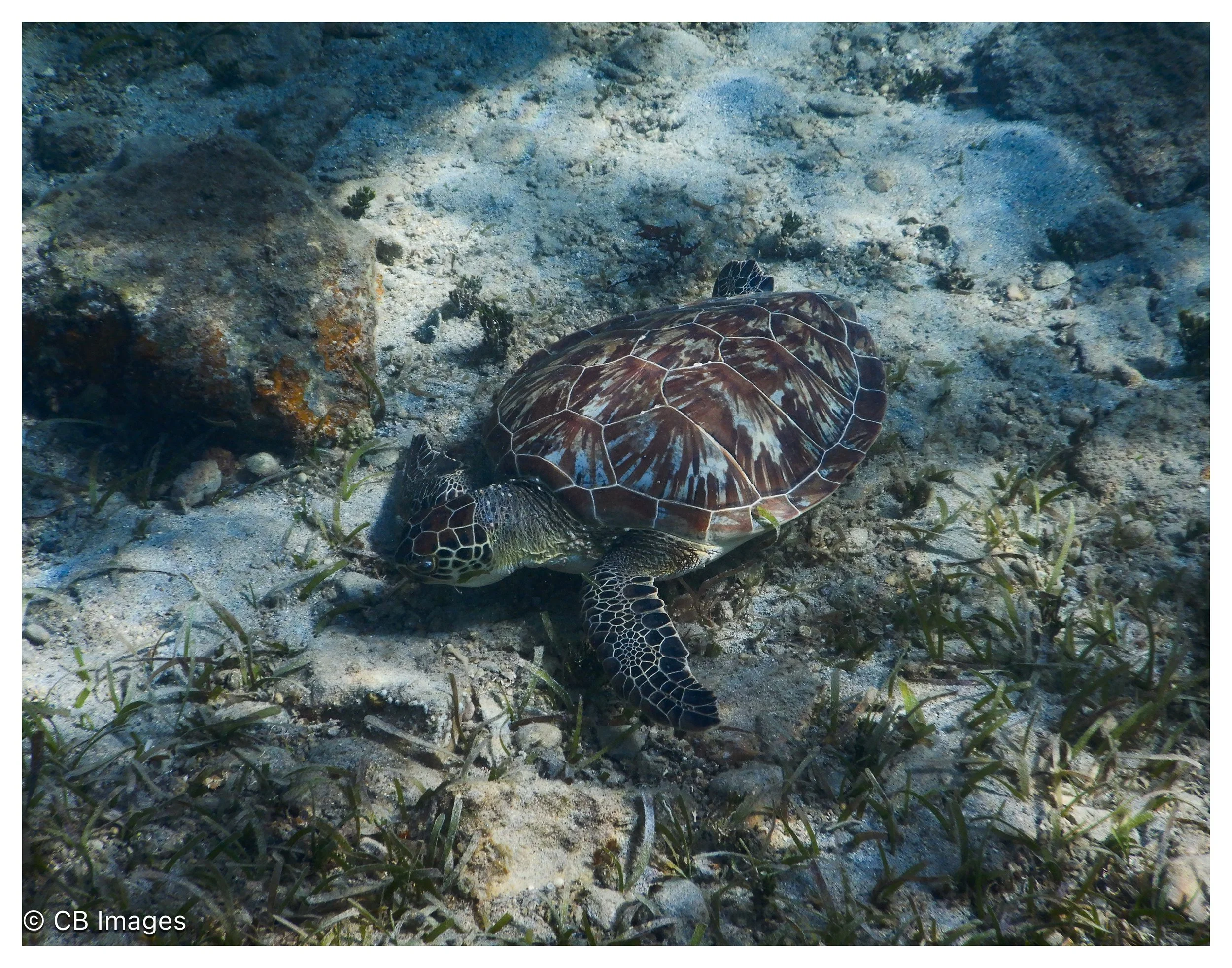 Green Sea Turtle