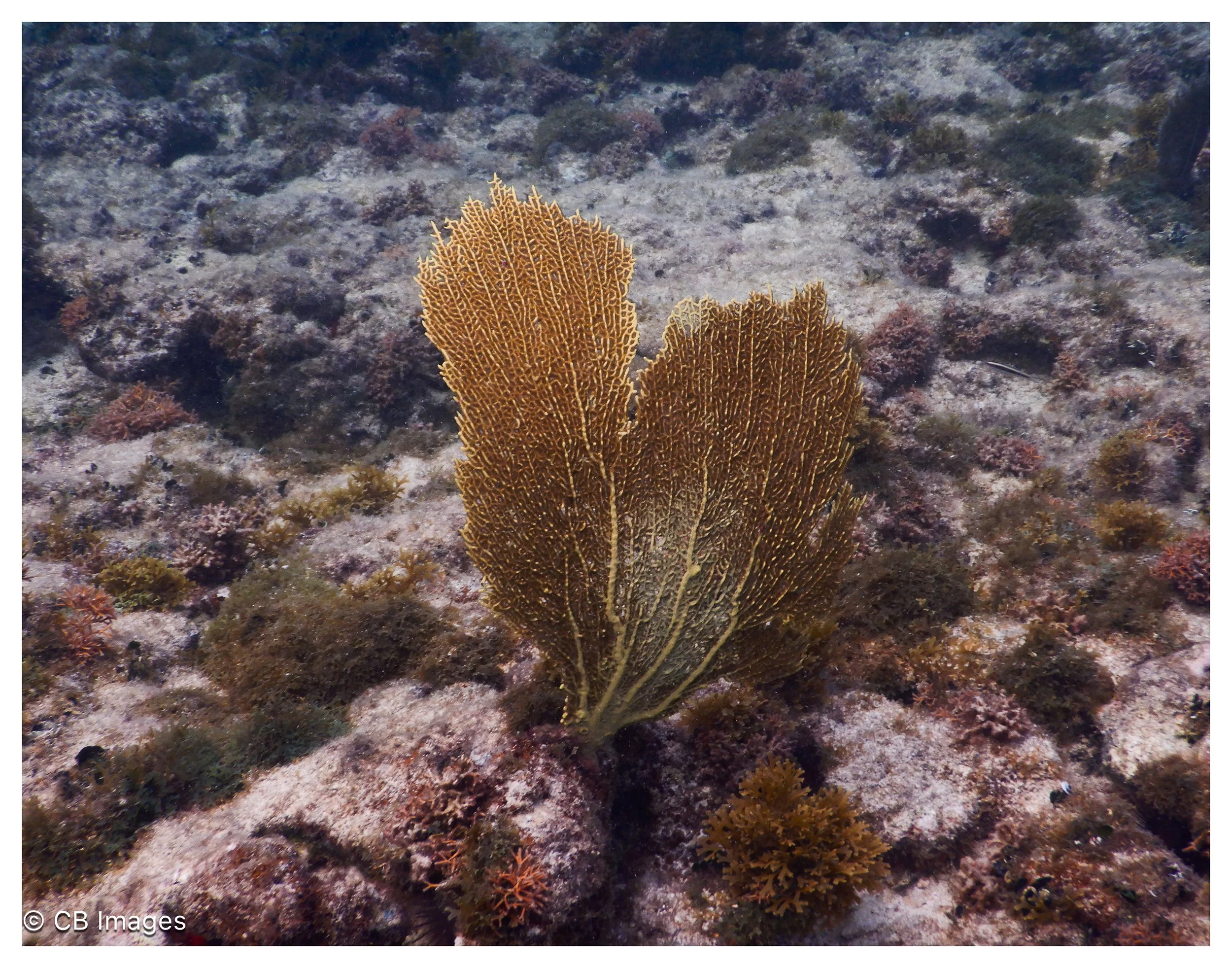 Sea Fan