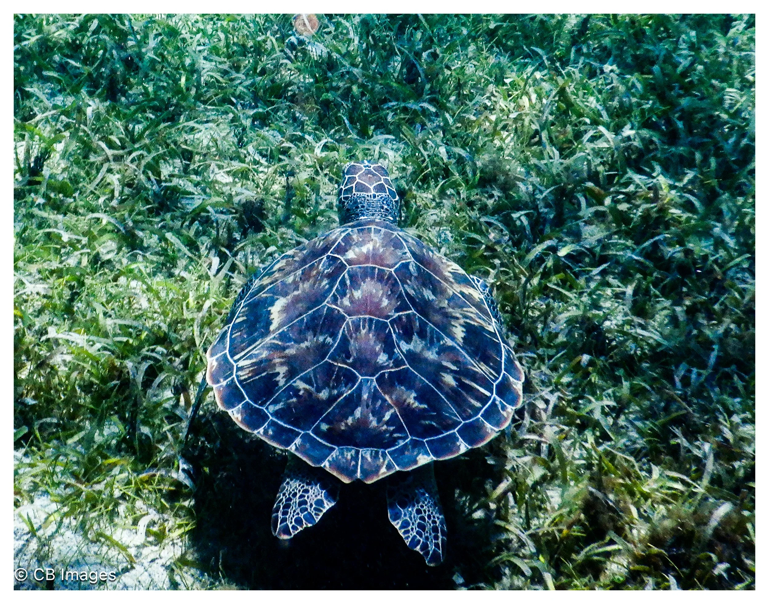 Sea Turtle 2.jpg