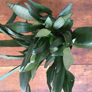 plant3.jpg