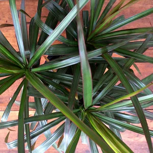 plant2.jpg