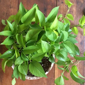 plant4.jpg