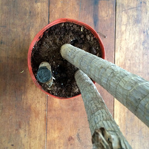 plant5.jpg