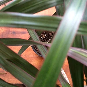 plant6.jpg