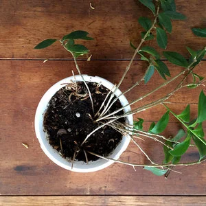 plant7.jpg