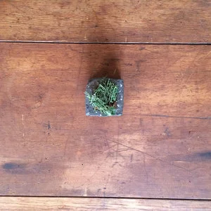 plant12.jpg