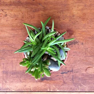 plant8.jpg