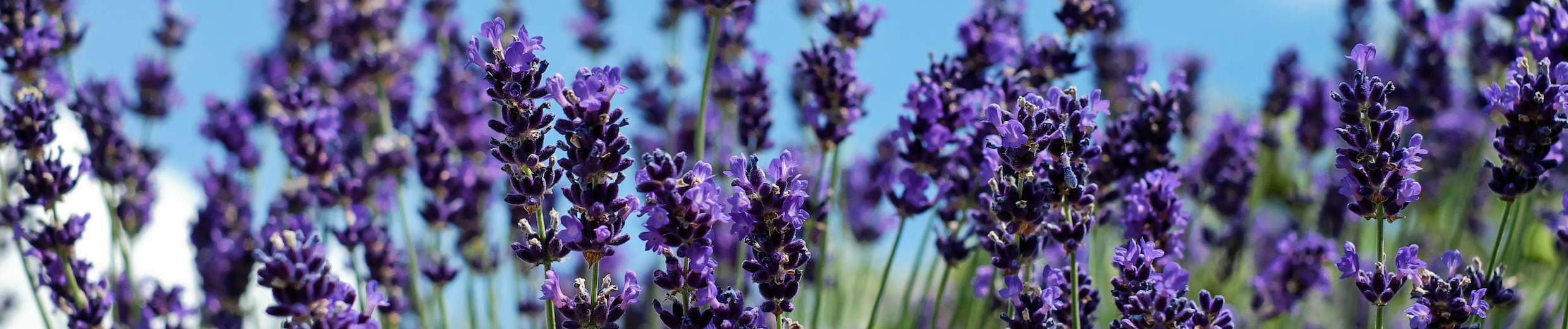 lavender.png