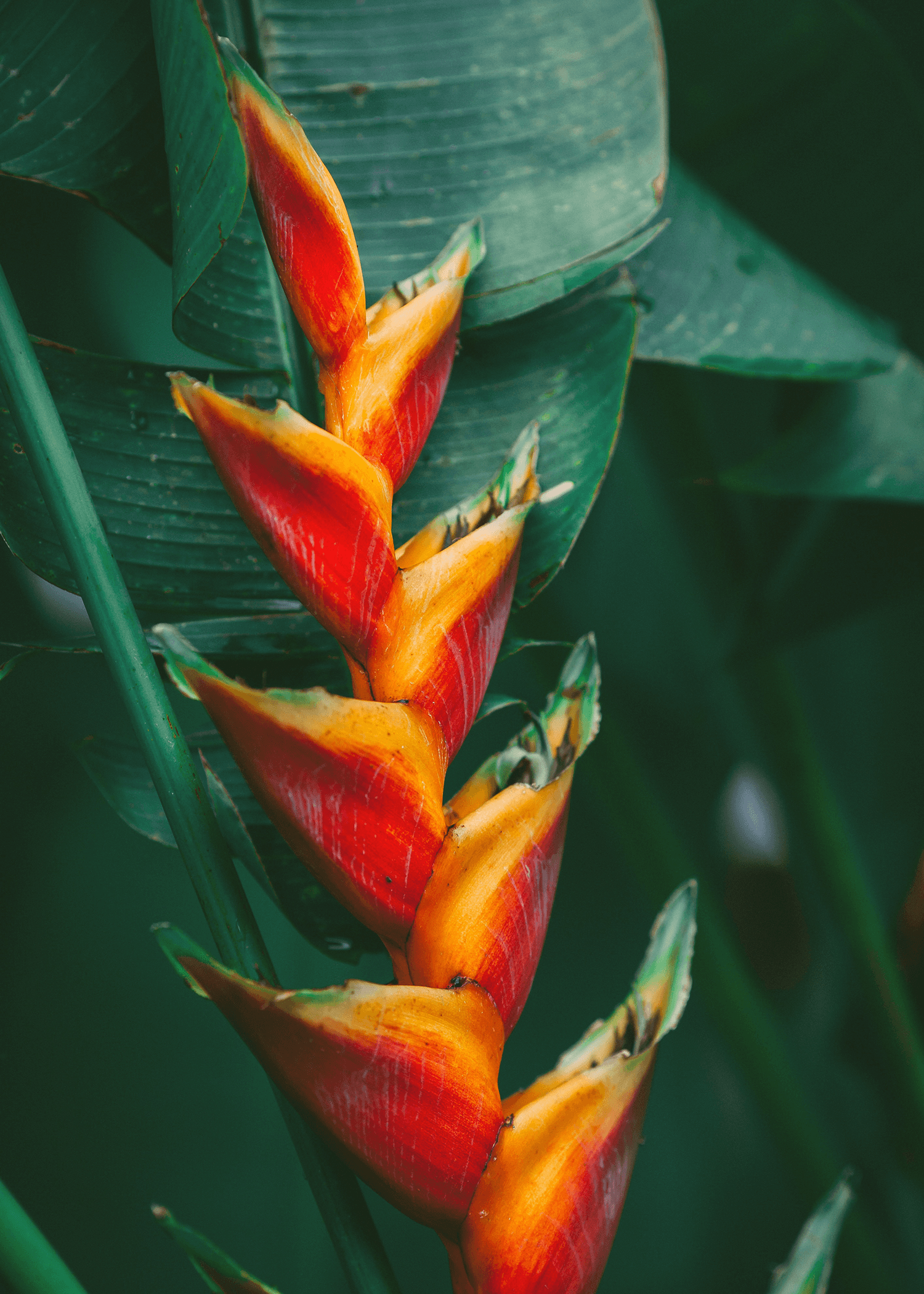 fower-marc-babin-676182-unsplash.png