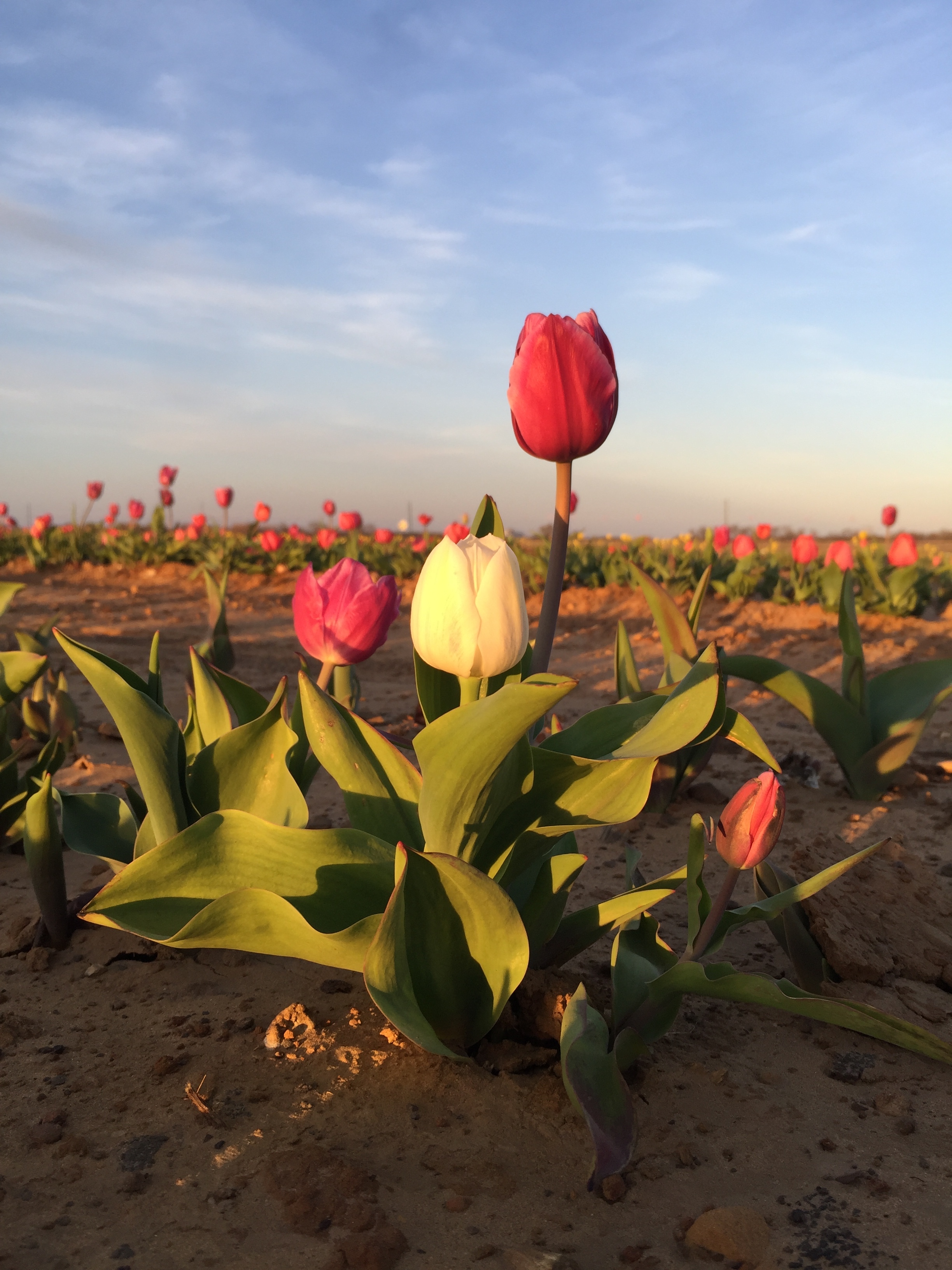 Tulips2.JPG