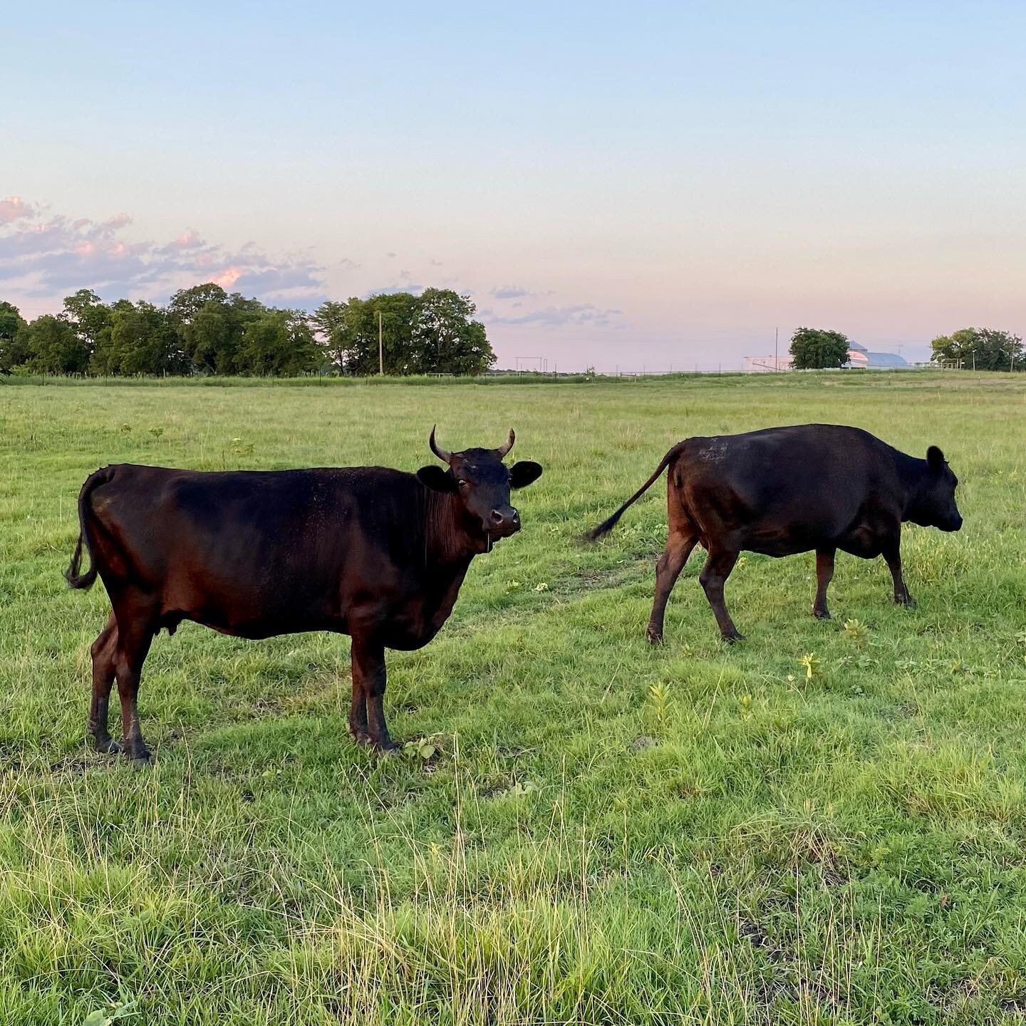 OUR COWS ARE A COMBINATION OF WAGYU AND BLACK ANGUS AND ARE GRASS FED AND GRASS FINISHED.

OUR BEEF IS AGED FOR UP TO 14 DAYS TO ENHANCE FLAVOR. 

PICK UP IS AVAILABLE BY APPOINTMENT ONLY AT THE FARM IN WHITEWRIGHT, TEXAS OR BY PRE-PAYING AND SCHEDUL