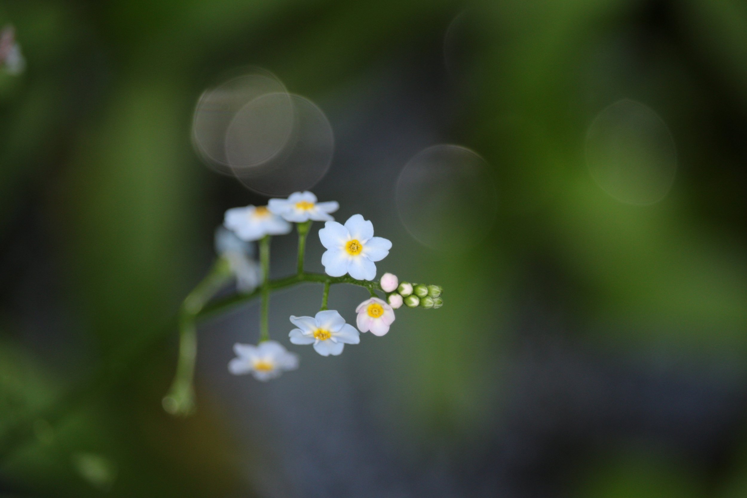 Forget-Me-Nots (Shu Swamp Preserve)