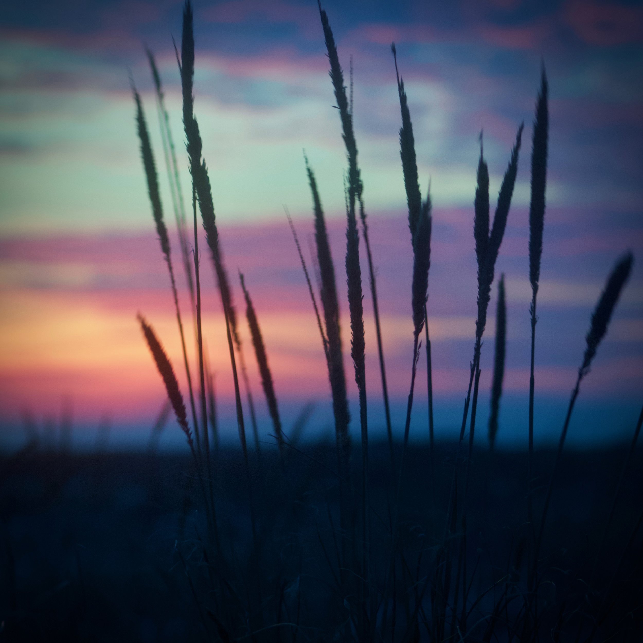 Phragmites Sunset @ Jones Beach State Park