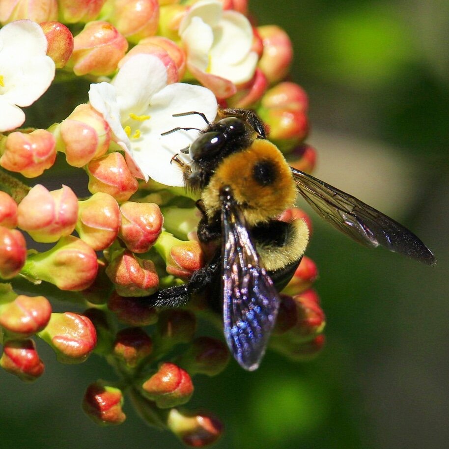 Viburnum (Bee).jpg
