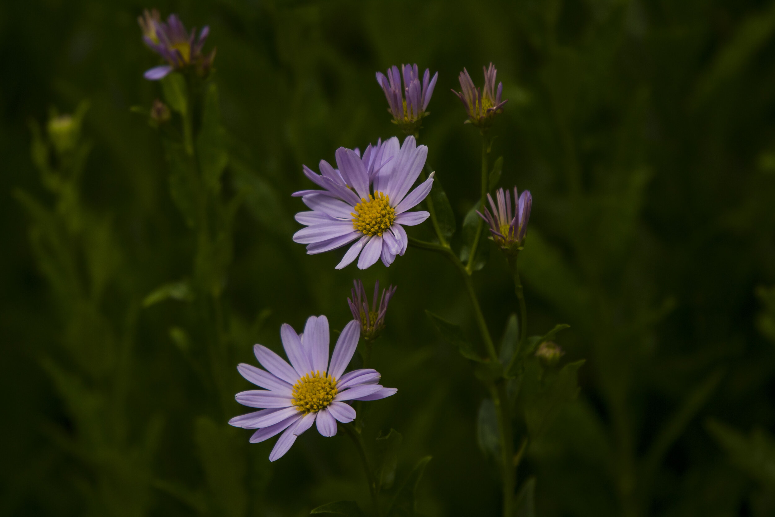 Aster (alpine vivid).JPG