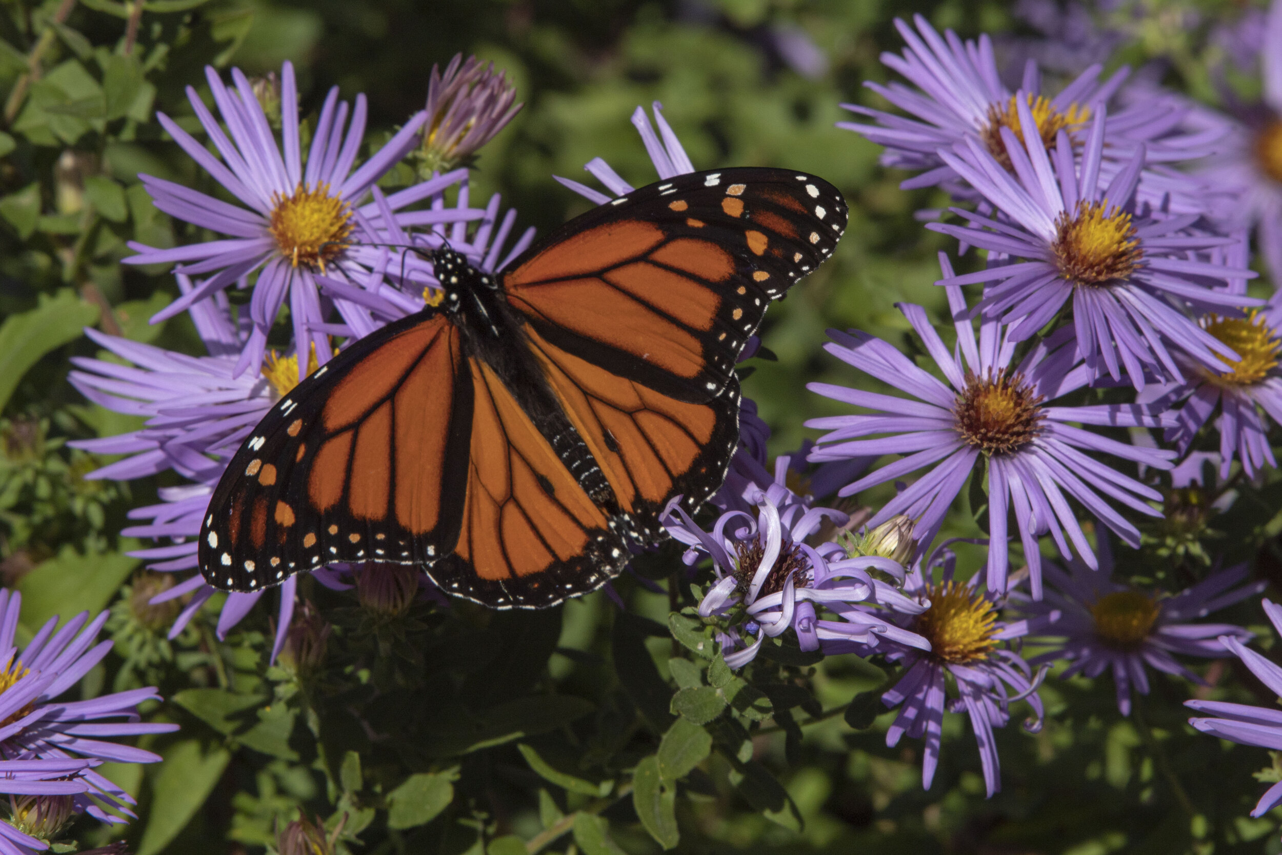 Aster (with Butterfly).JPG