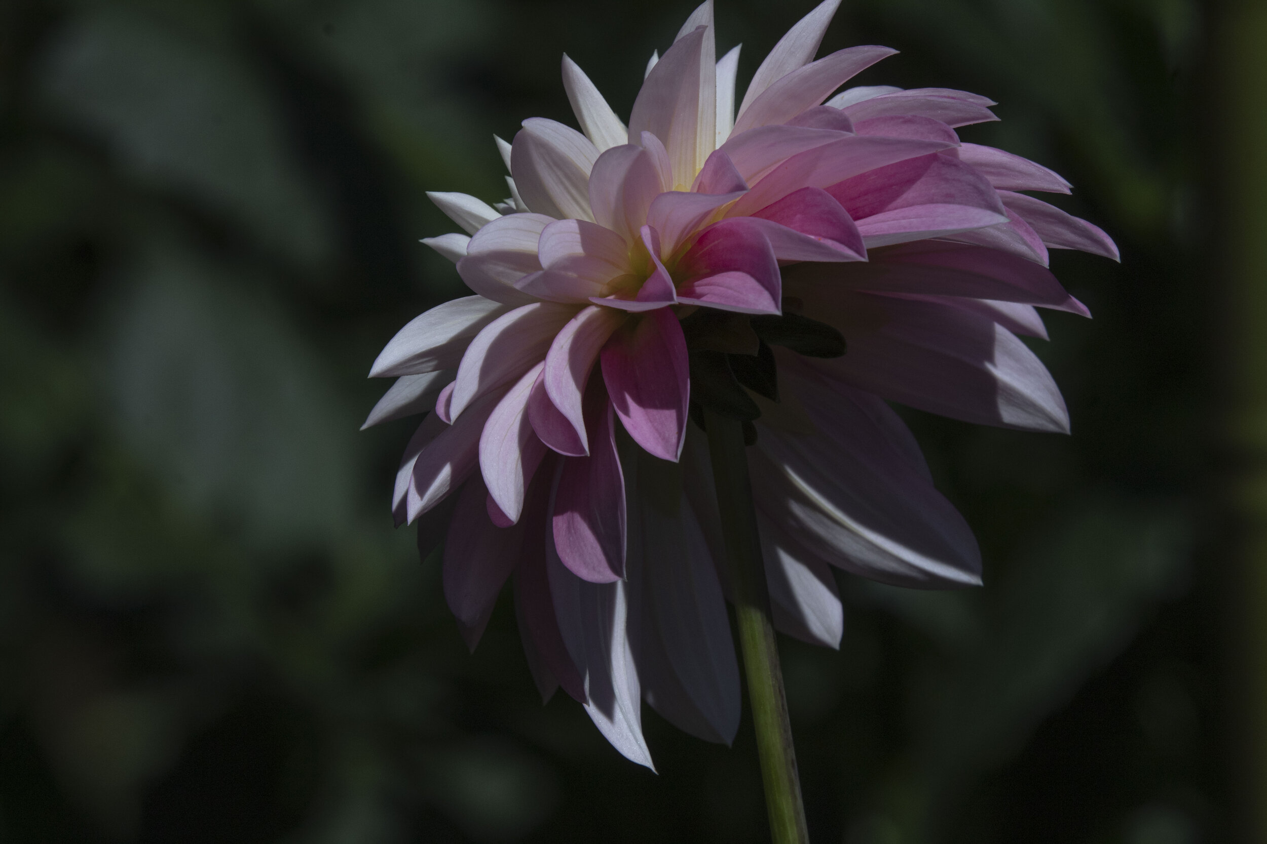 Dahlia (Pink + White).JPG