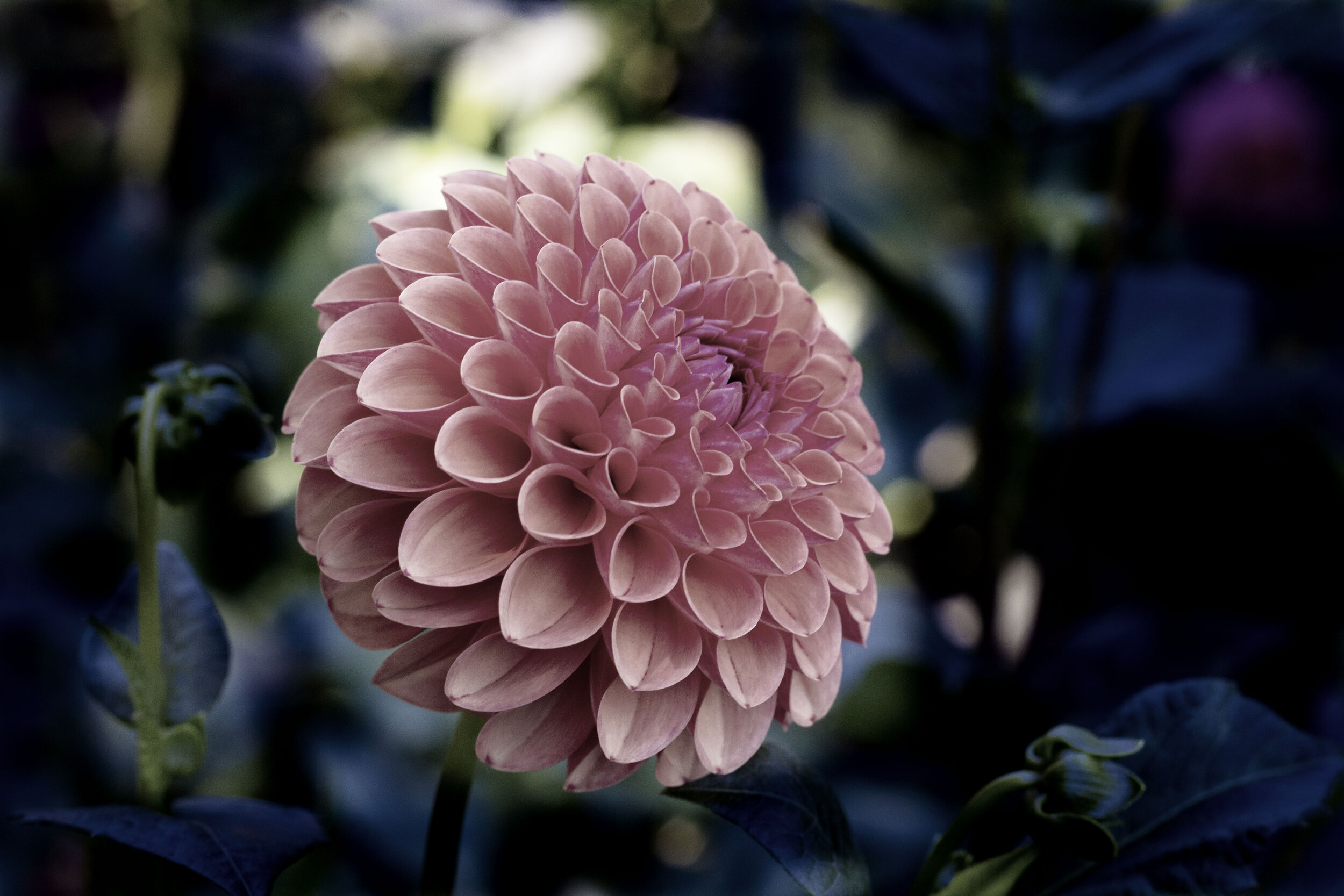 Dahlia (Auroa's Kiss, Bayard cutting) arboritum.JPG