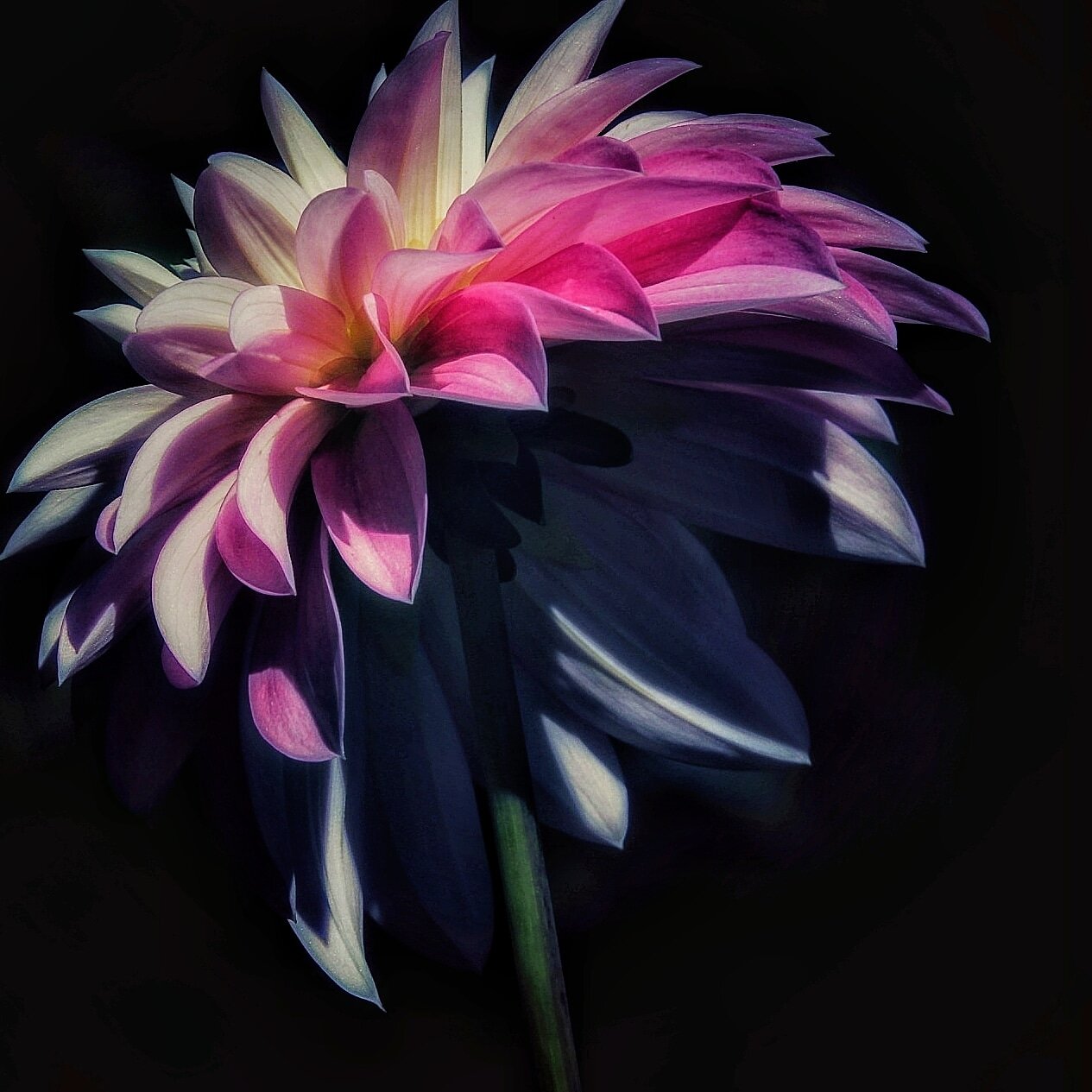 Dahlia 6.jpg