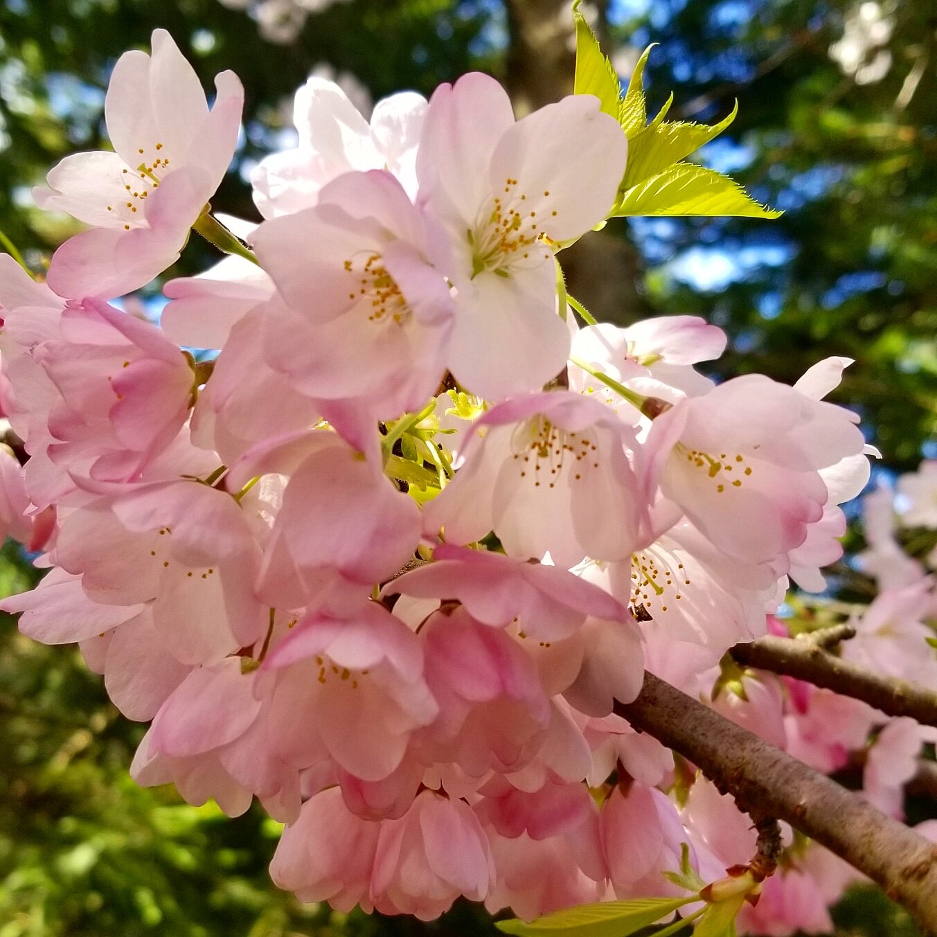 Cherry Blossom 4.jpg